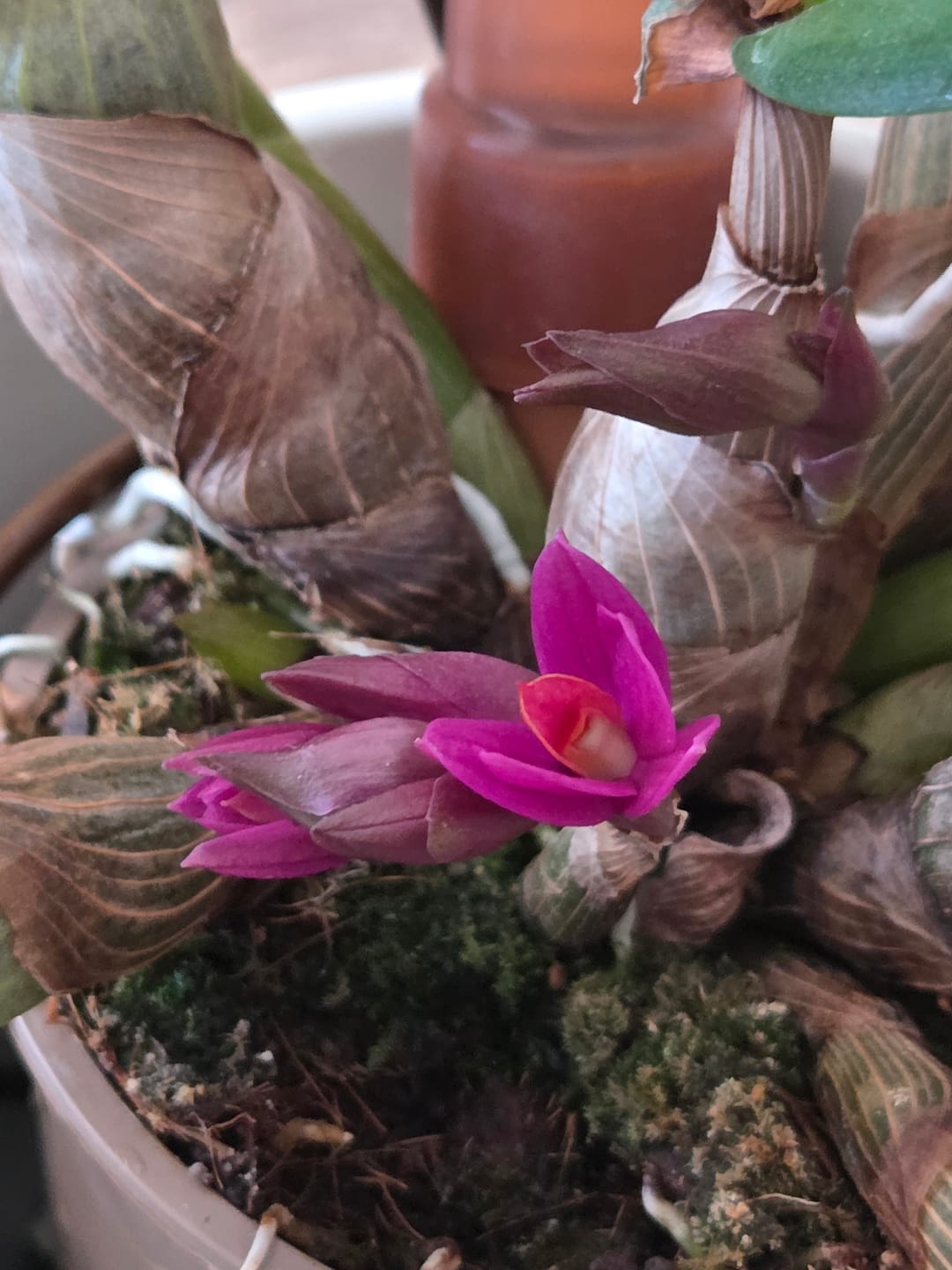 Customer photo review of Dendrobium Hibiki mit pinken Blüten