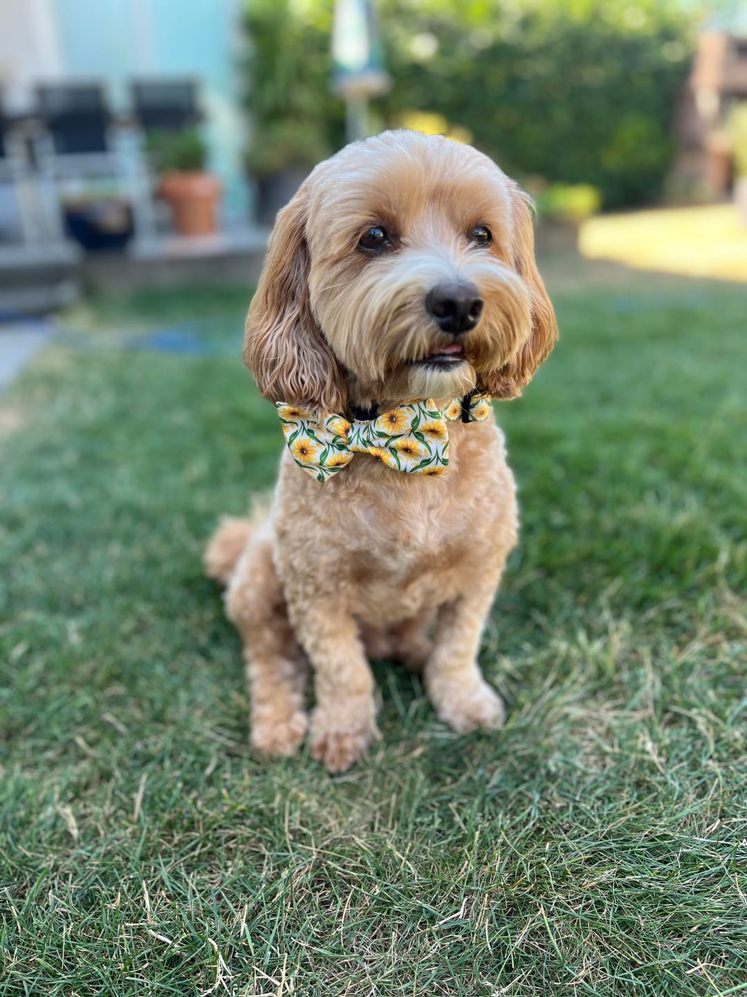 Customer photo review of Bow Tie - Sunny Paws