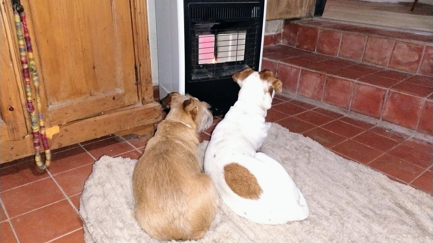 Customer photo review of Probioticos para perros