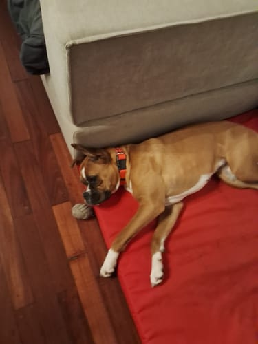 Customer photo review of Collar Remachado Básico (Perro)