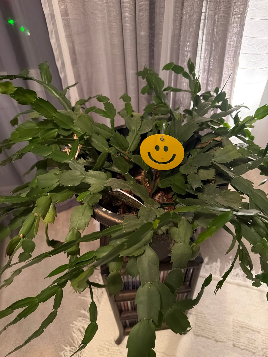 Customer photo review of Killer Smiles