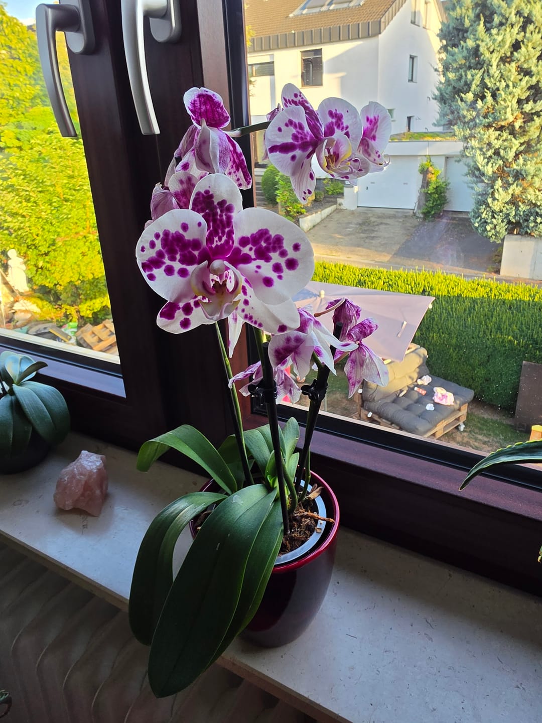 Customer photo review of Große Two of Us Marrakesh mit gefleckten Blüten und 3 Rispen