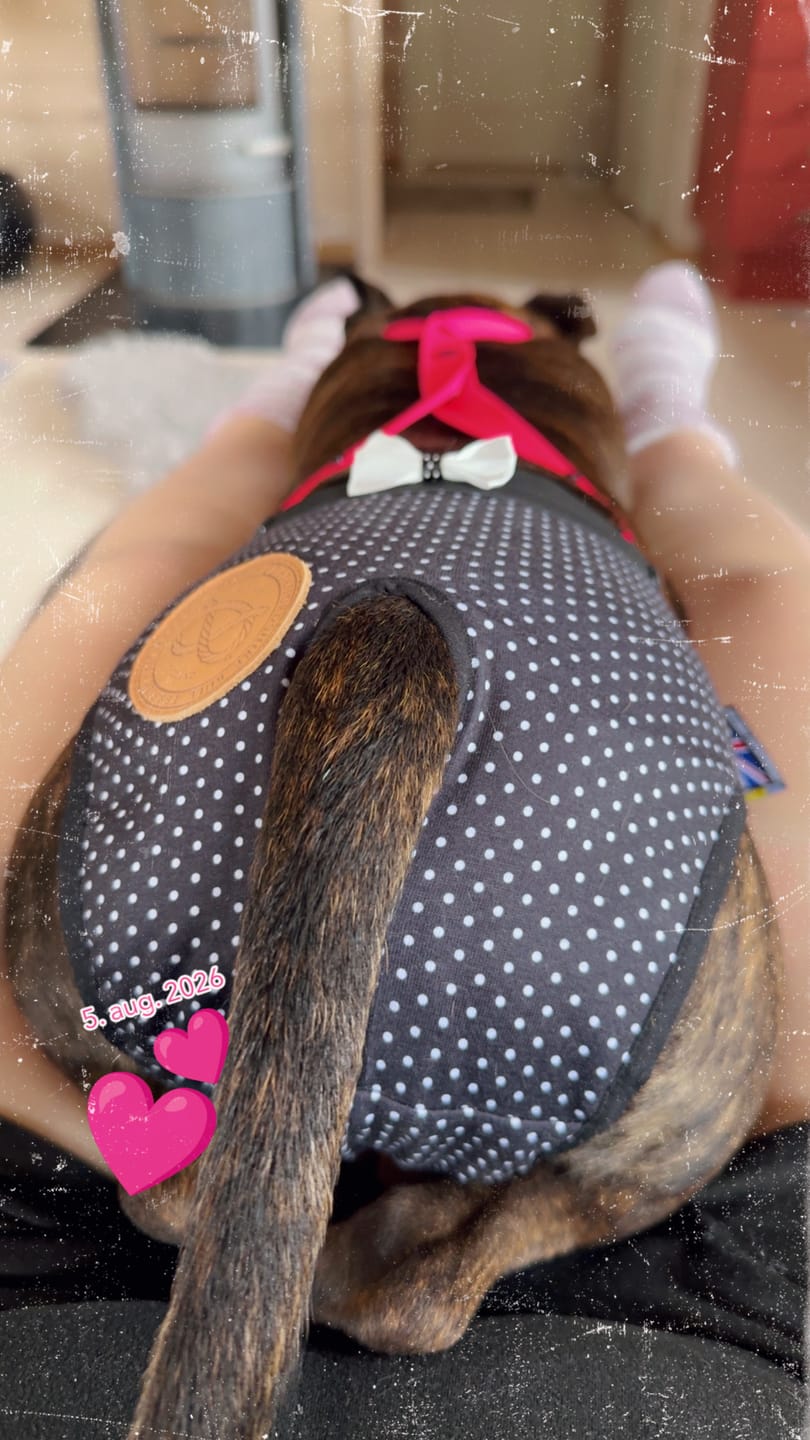 Customer photo review of Staffordshire Bull Terrier 1935® Hygiene Panties with Suspenders - Maid