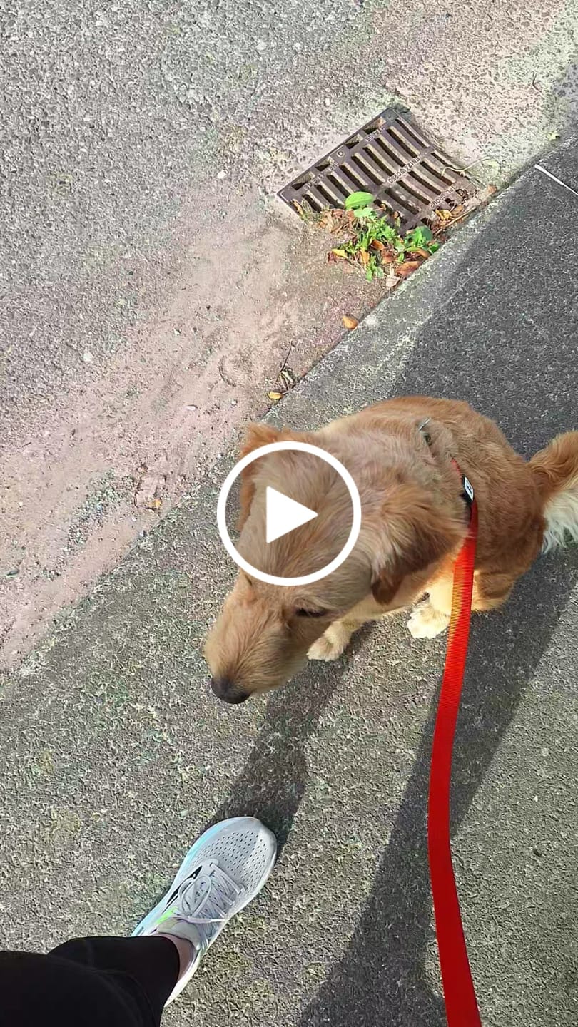 Customer video review of Classic leash