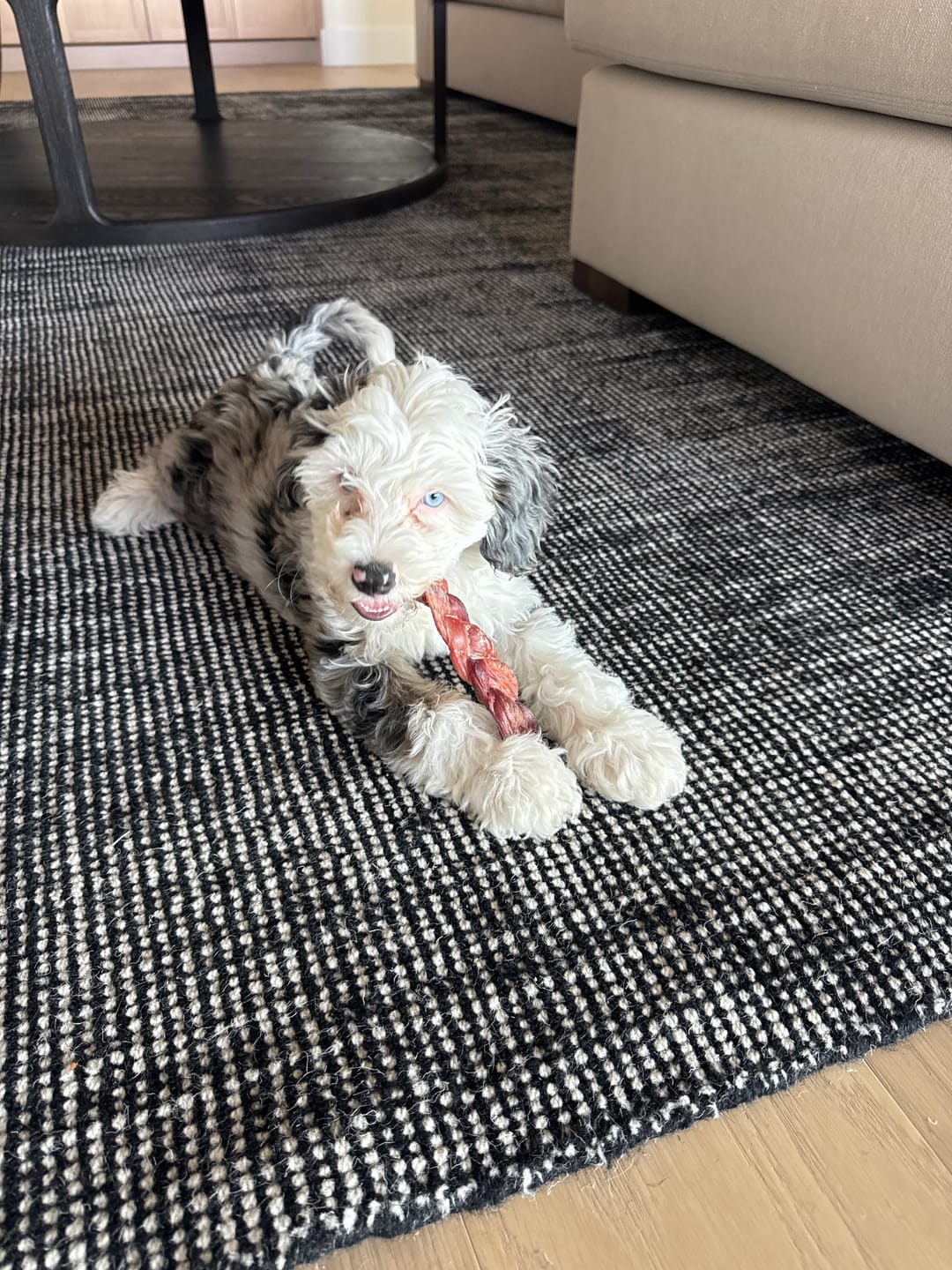Customer photo review of 6 Inch Standard Braided Bully Stick