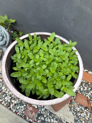 Photo from Pamela Y.'s garden