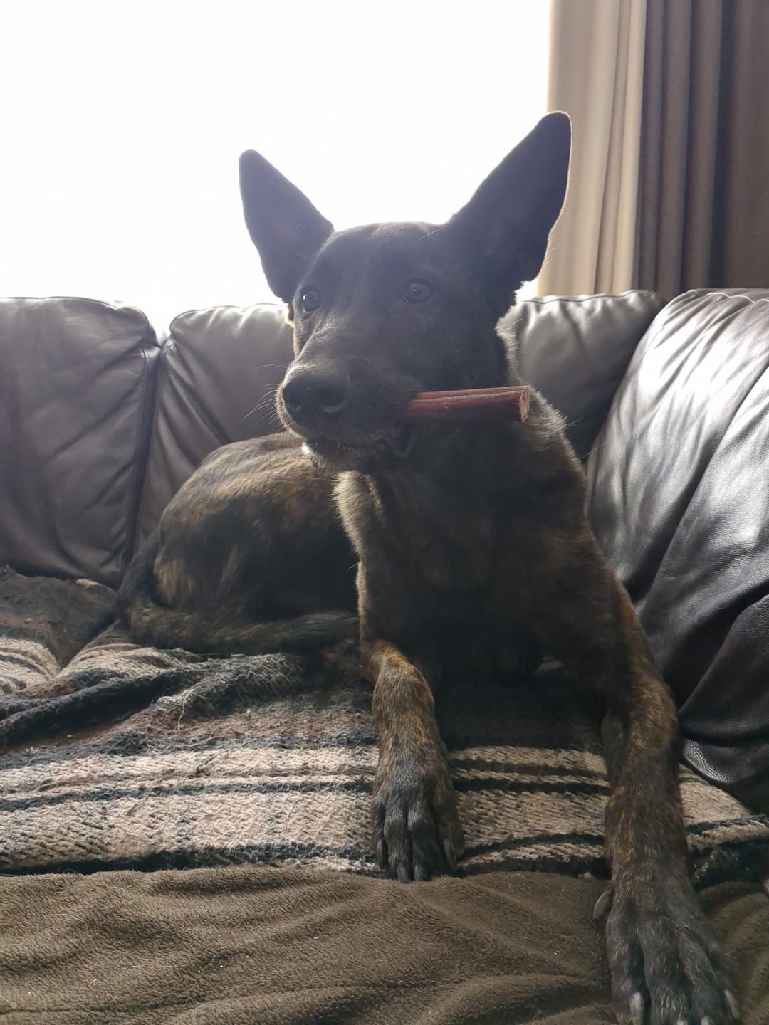 Customer photo review of 6 Inch Monster Bully Stick