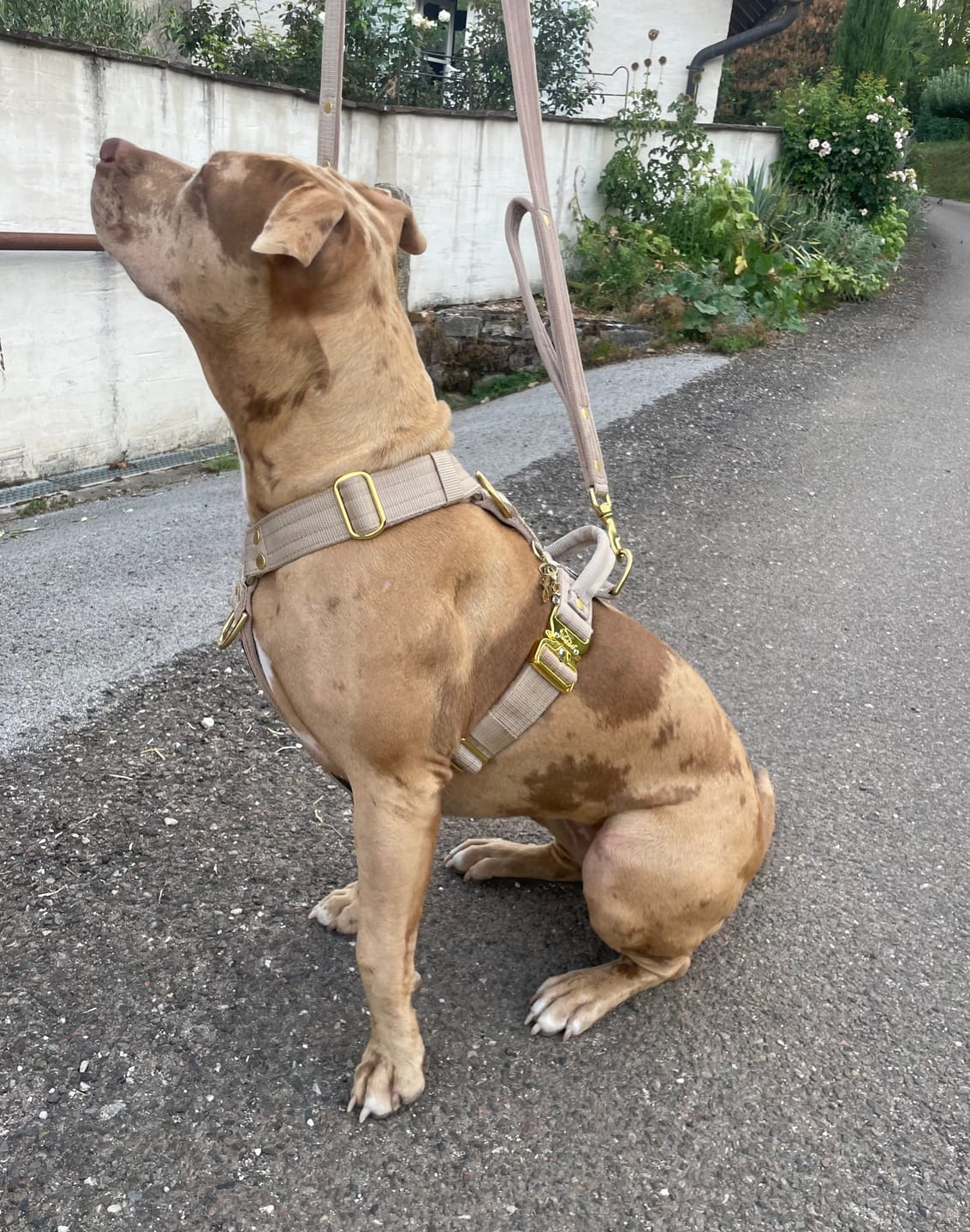 Customer photo review of Guard Leash Golden Edition Beige - Väktarkoppel med extra handtag
