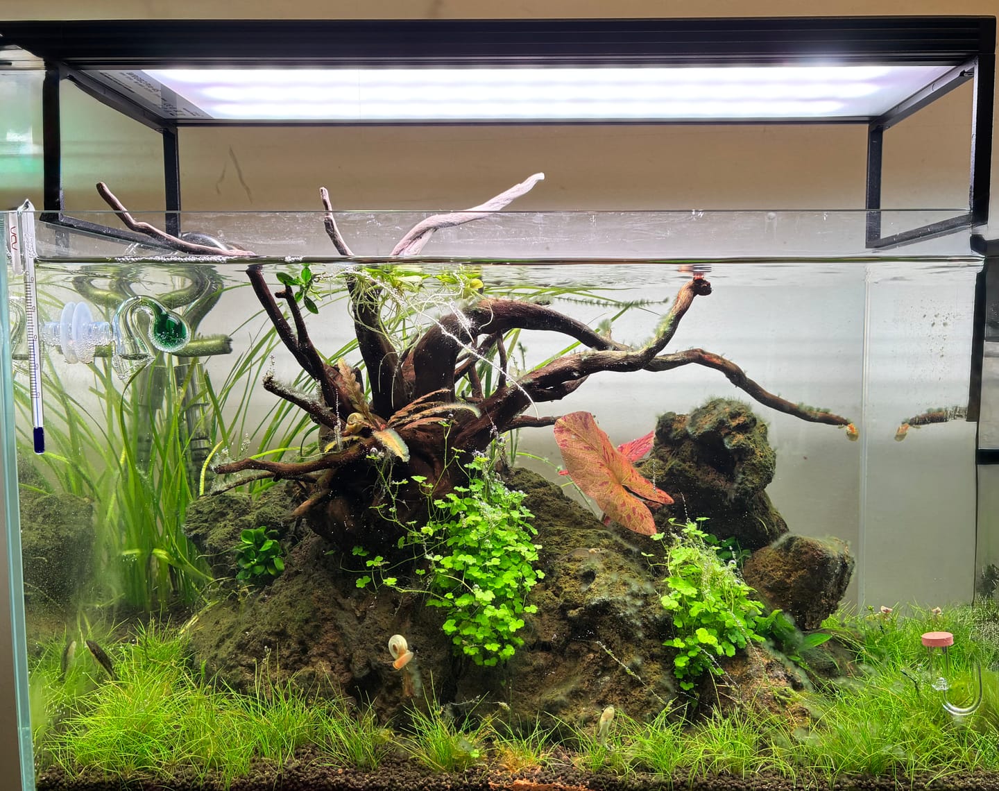 Customer photo review of Chihiros WRGB II Pro LED Light