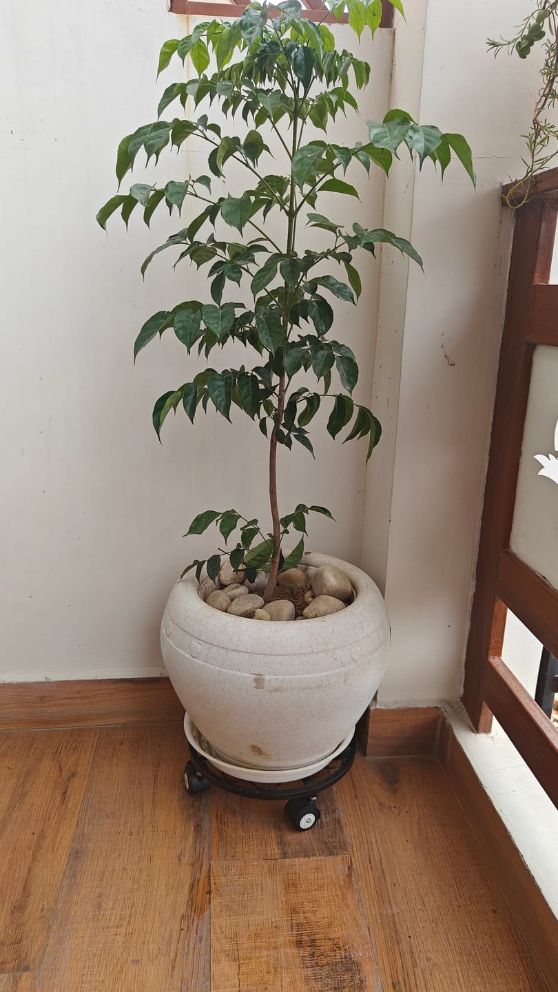 Customer photo review of TryGreen Luna Wheel Rolling Plant Stand for Planters