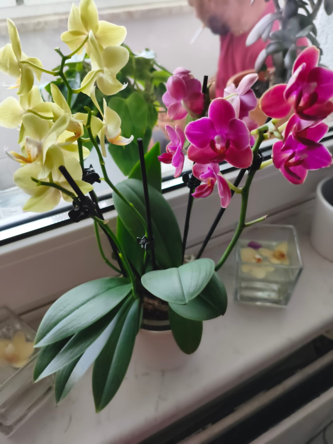 Customer photo review of Cocktail Orchidee mit gelb-roten Blüten und 5+ Rispen