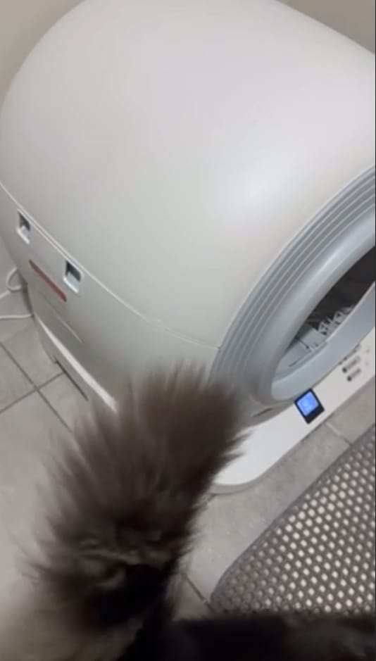 Customer photo review of The Petbuds Q-CLEAN Automatic Self-Cleaning Litter Box