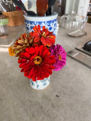 Photo from Virginia C.'s garden
