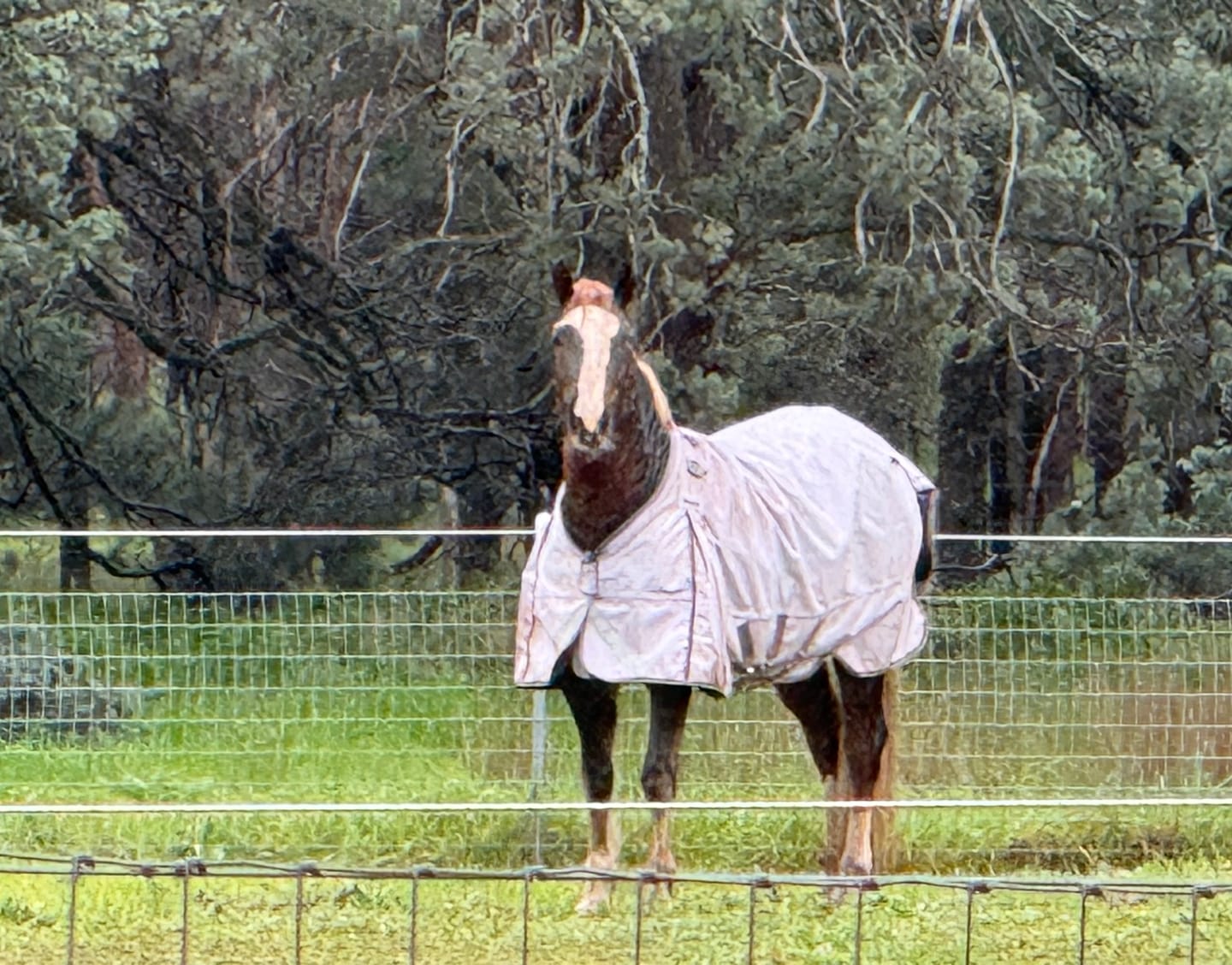 Customer photo review of LE Boxter Turnout 0g