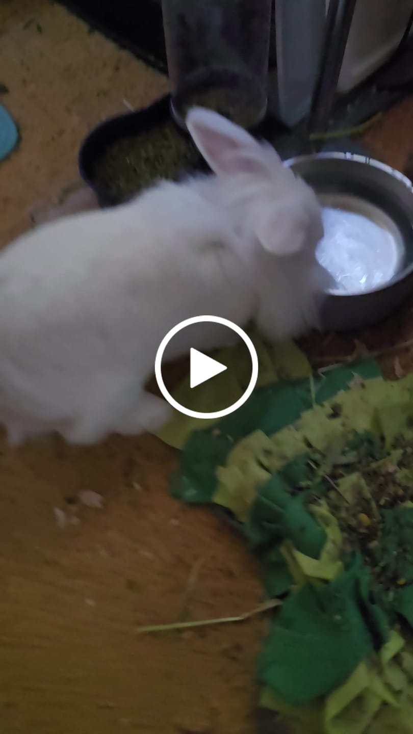 Customer video review of BunnyDad Big-Sipper Rabbit Water Bowl