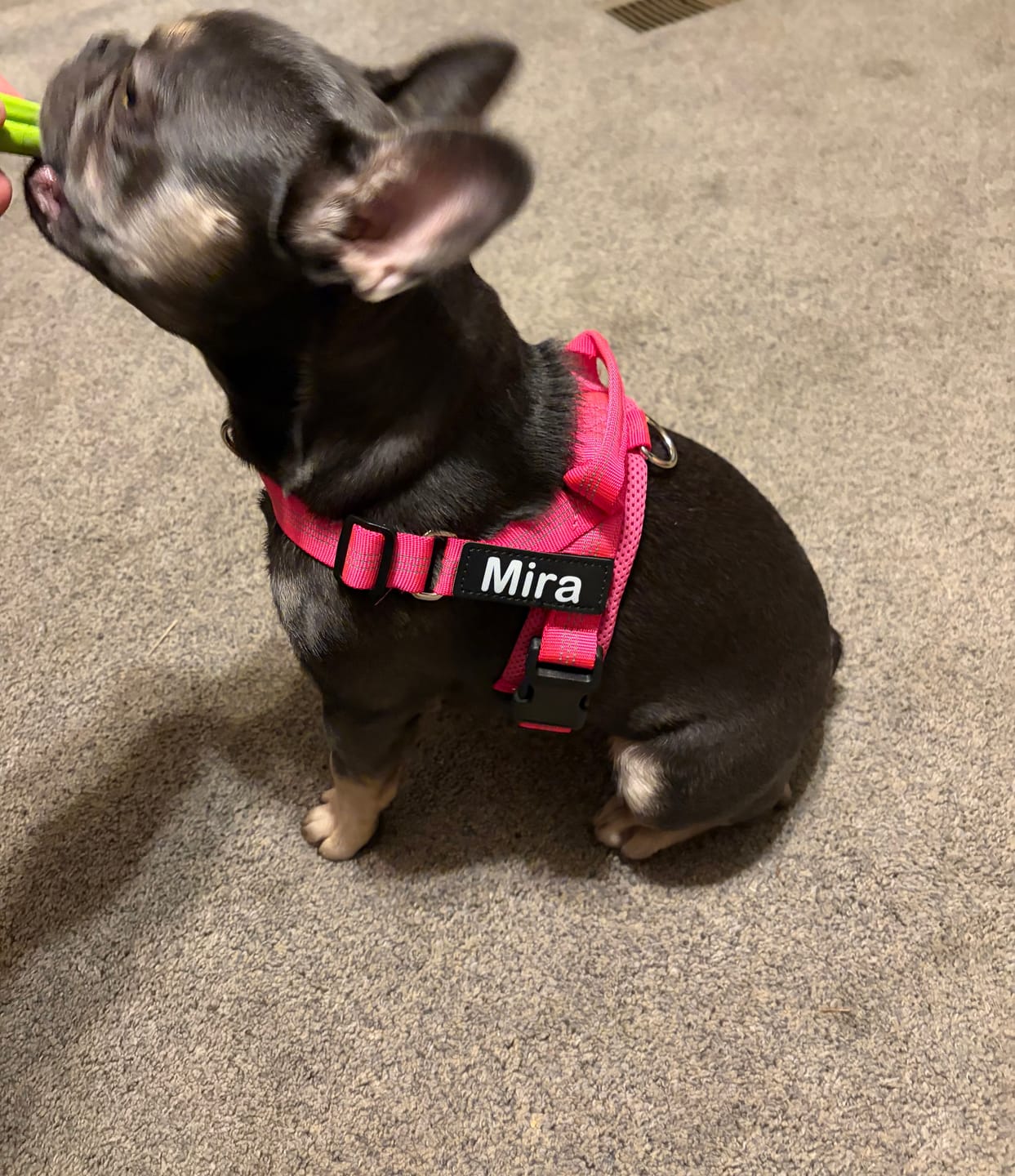 Customer photo review of Personalized No-Pull Dog Harness