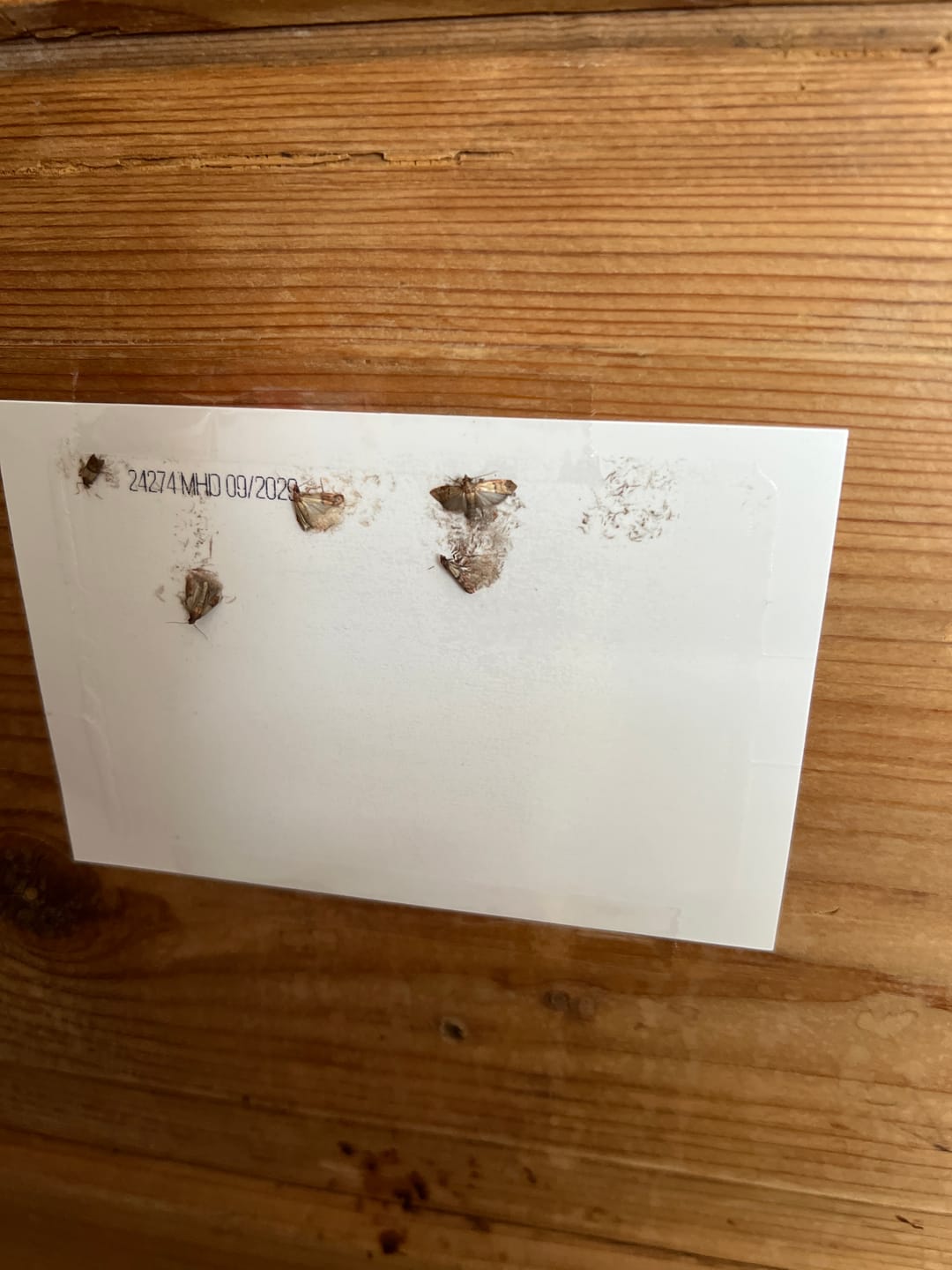 Customer photo review of Schlupfwespen gegen Lebensmittelmotten
