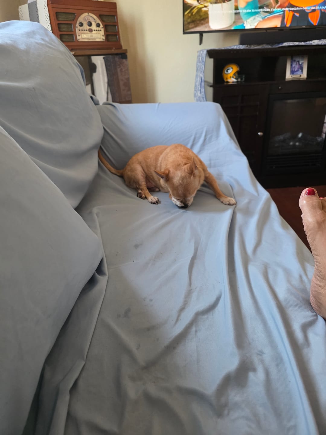 Customer photo review of Bravecto Chew for Dogs - Long-Lasting Flea & Tick Protection