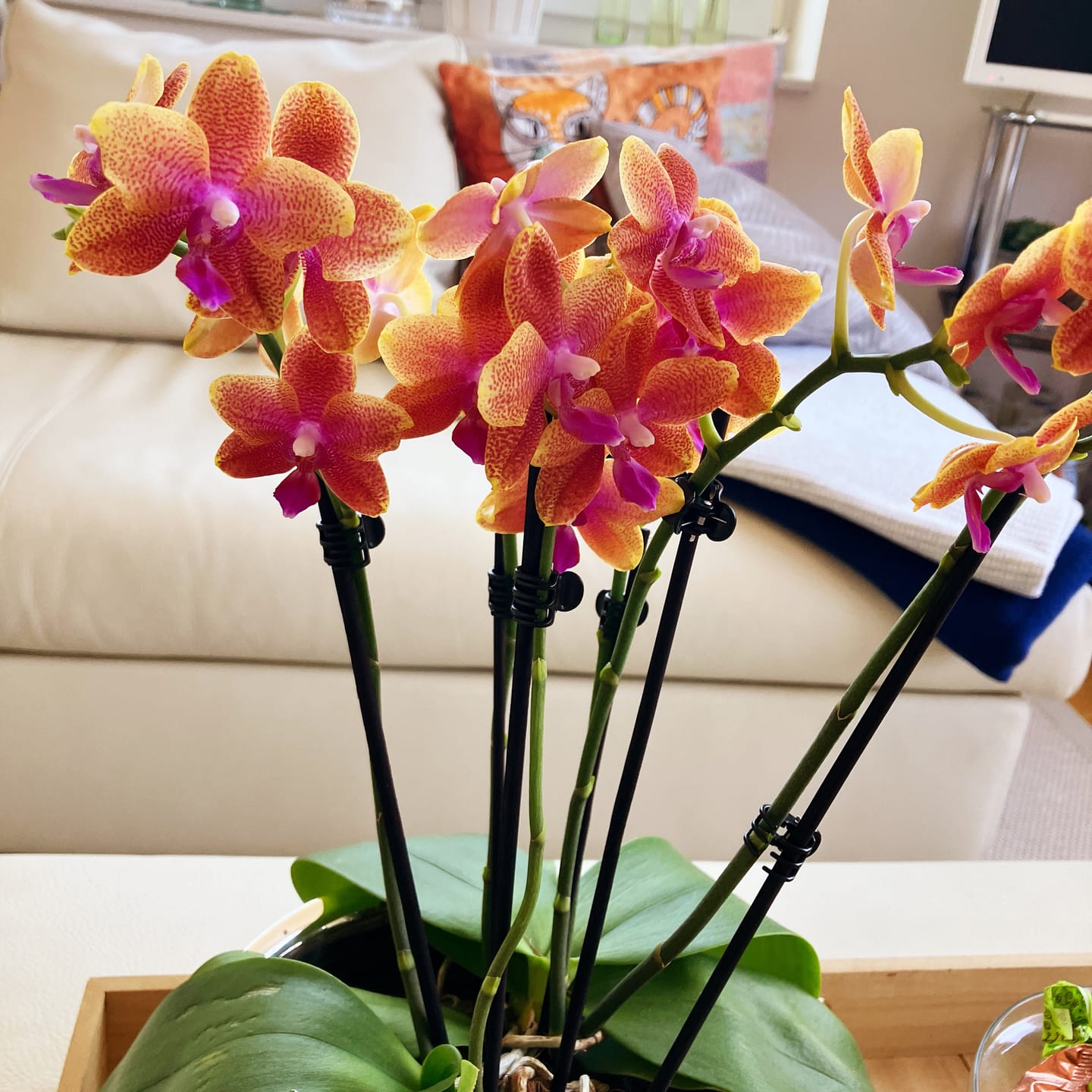 Customer photo review of Große Two of Us Duftorchidee Bolgheri mit orangen Blüten und 3 Rispen