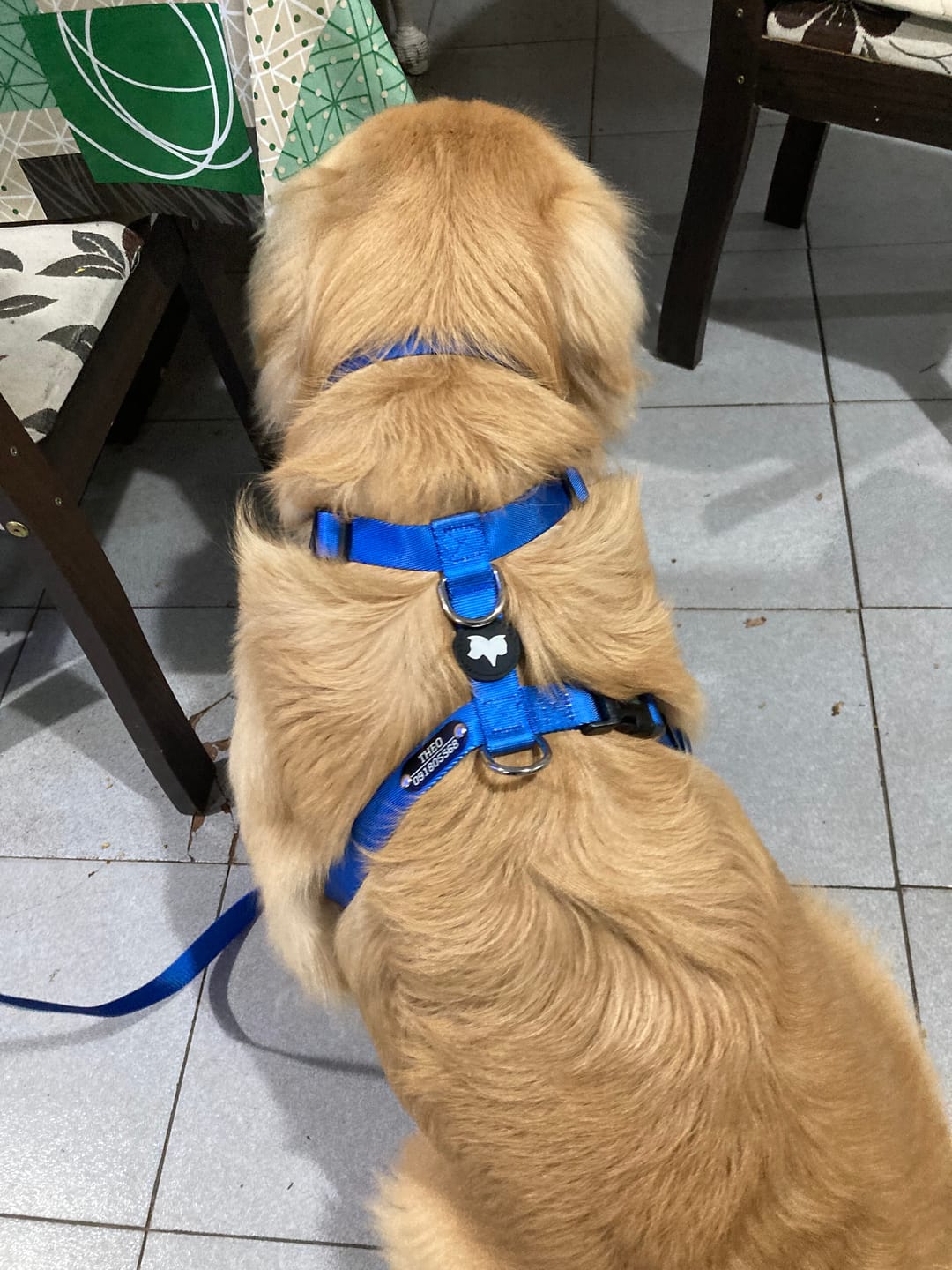 Customer photo review of Pack Arnes H + Correa + Collar