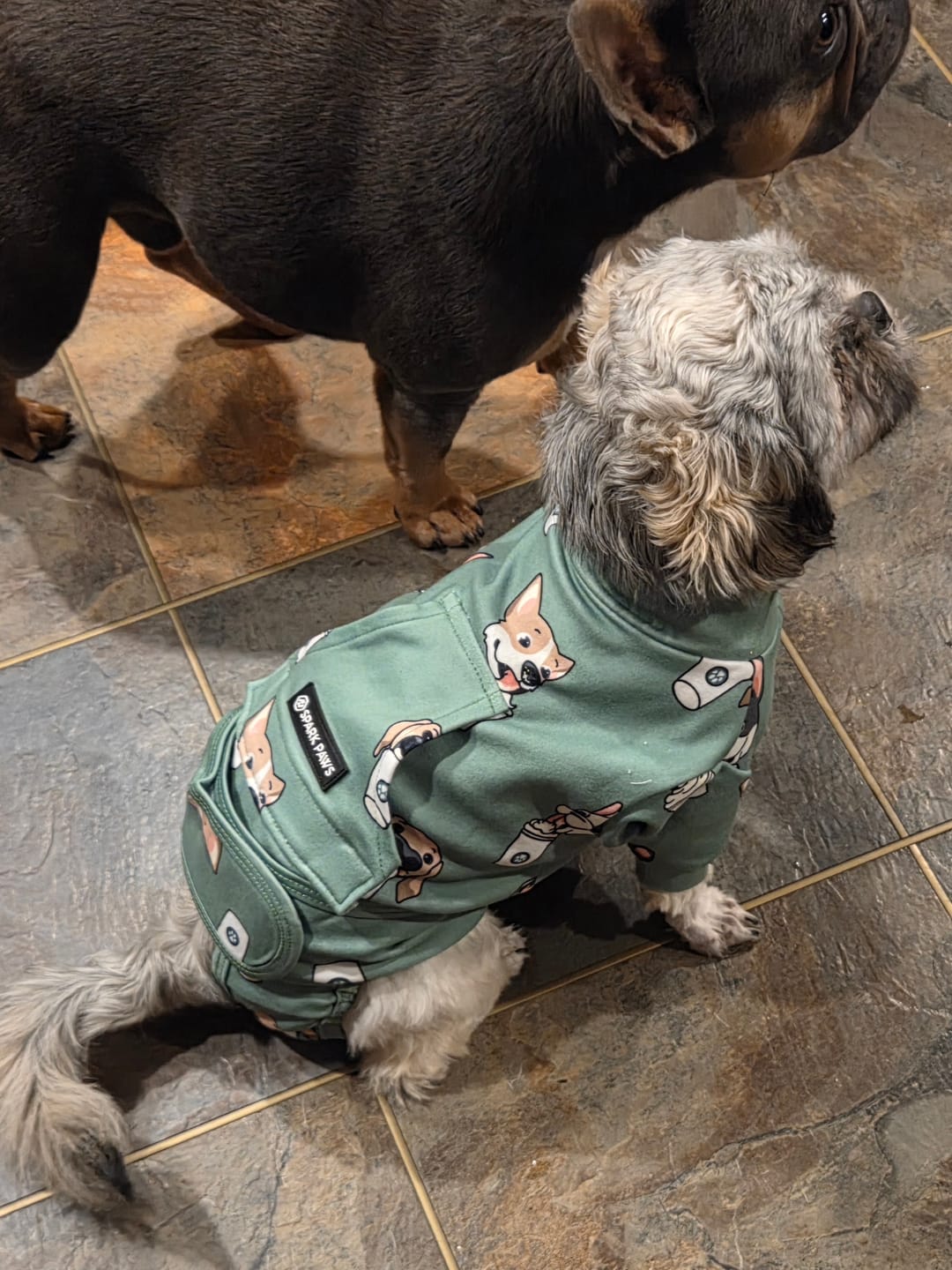 Customer photo review of Dog Surgical Suit