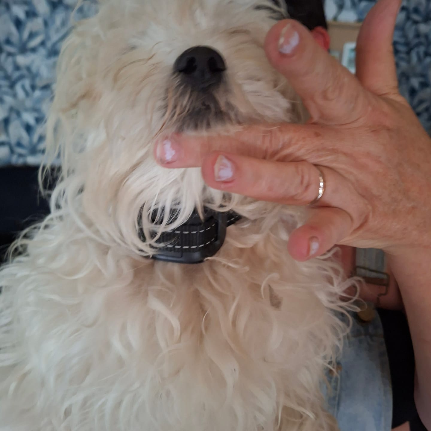 Customer photo review of Strex Anti Blafband voor Honden - 3-60KG - Zonder Schok - Vibratie en Audio - Anti Blaf Band