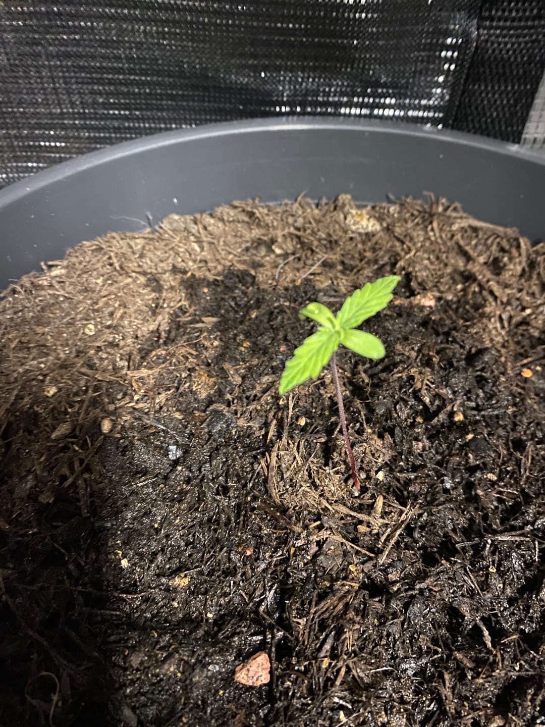 Customer photo review of Super Silver Haze Hybrid F1 – Die schnellste Cannabissamen der Welt - 50 Tage von Keimung bis zur Ernte