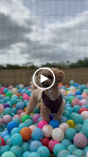 Customer video review of Chocolate┃Bouclé Adjustable Harness
