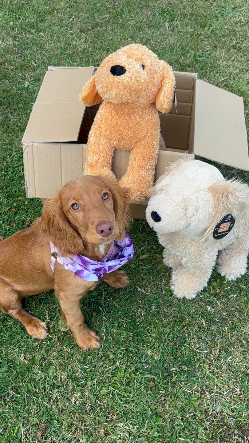 Customer photo review of Muttley Crew Selection