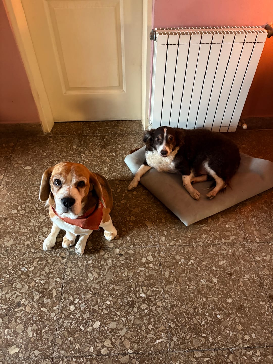 Customer photo review of Probioticos para perros