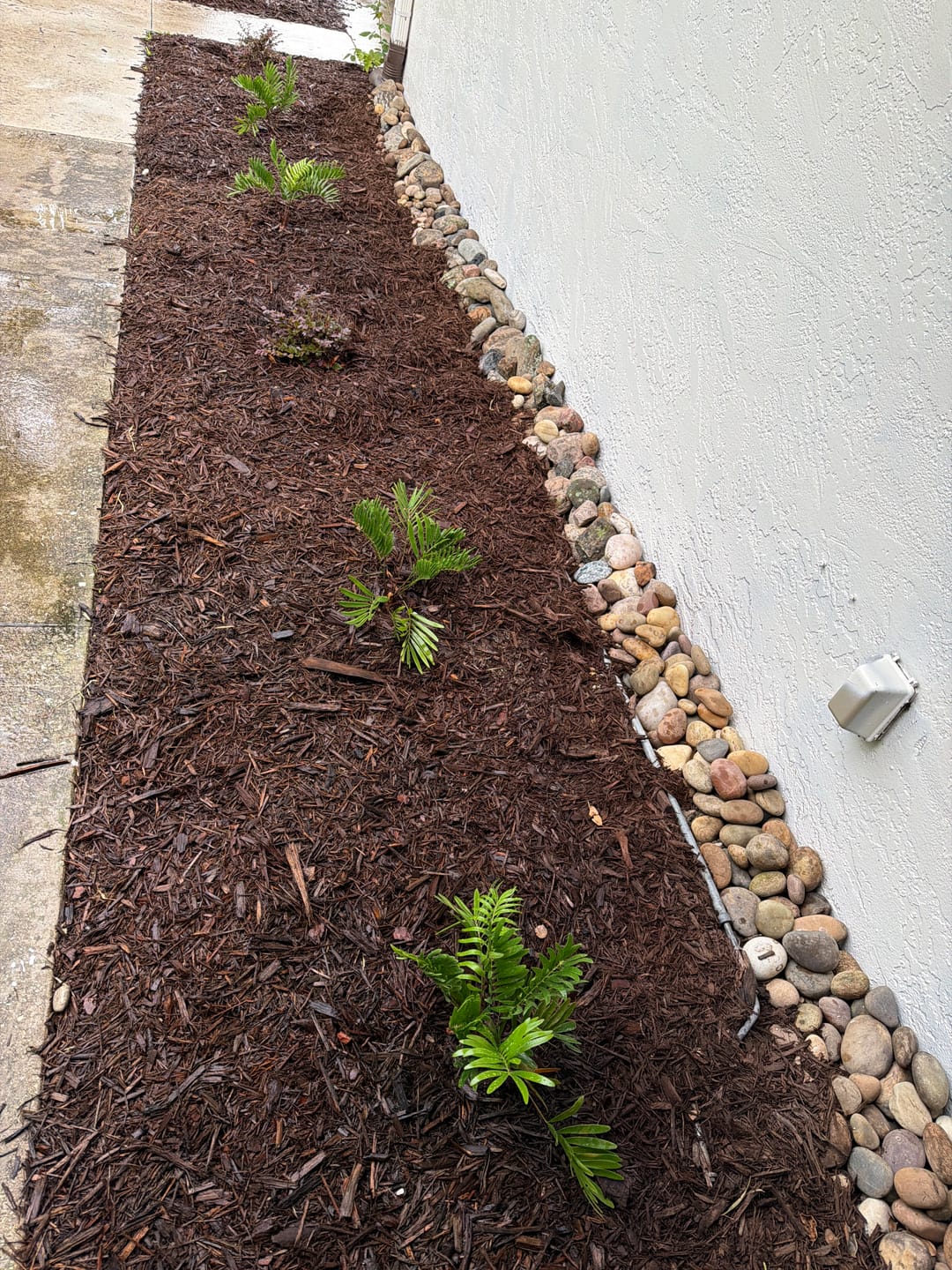 Customer photo review of Coontie Palm, Zamia pumila For Florida Landscape