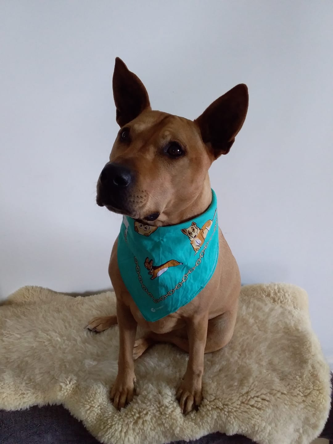 Customer photo review of Marine Vitality Mussel Powder For Dogs - 150g