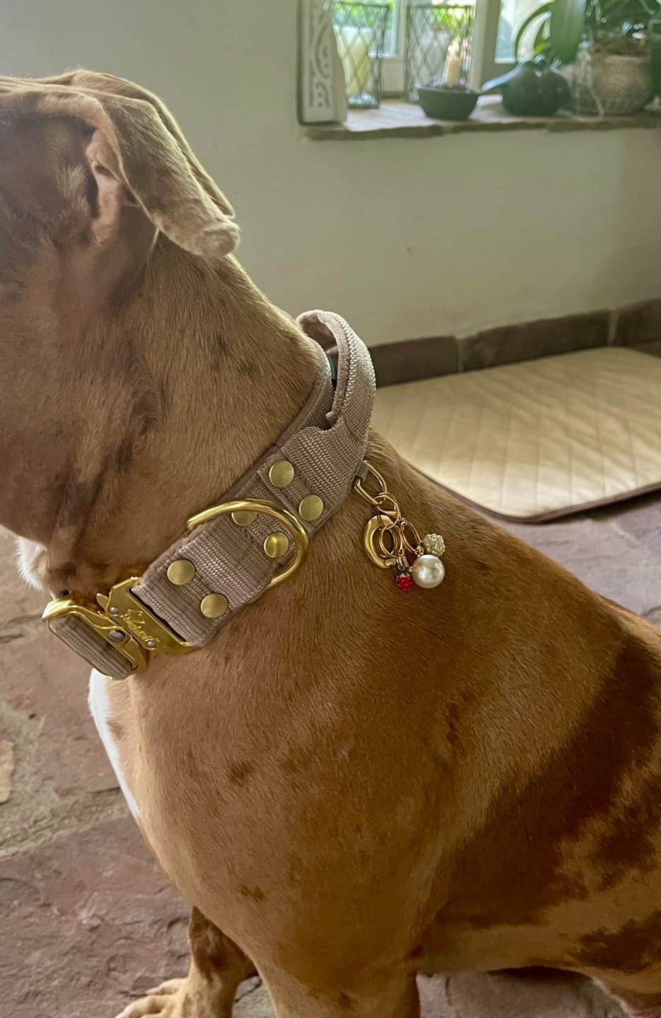 Customer photo review of Extreme Gold Buckle Beige - Starkt och säkert halsband