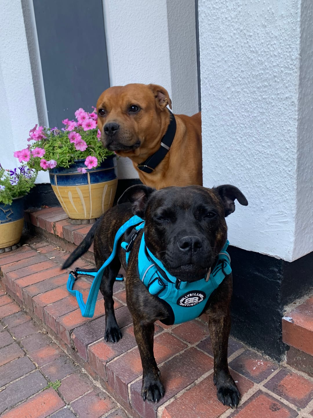 Customer photo review of Comfort Premium Harness | Non Restrictive - Light Blue