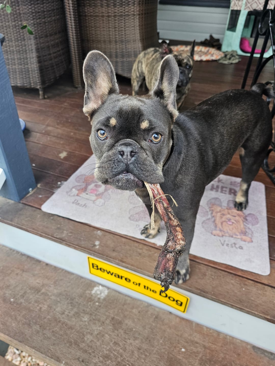 Customer photo review of Beef Pizzle (THICK & Long)