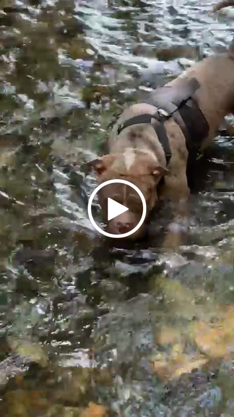 Customer video review of No Pull Bully Proof Harness