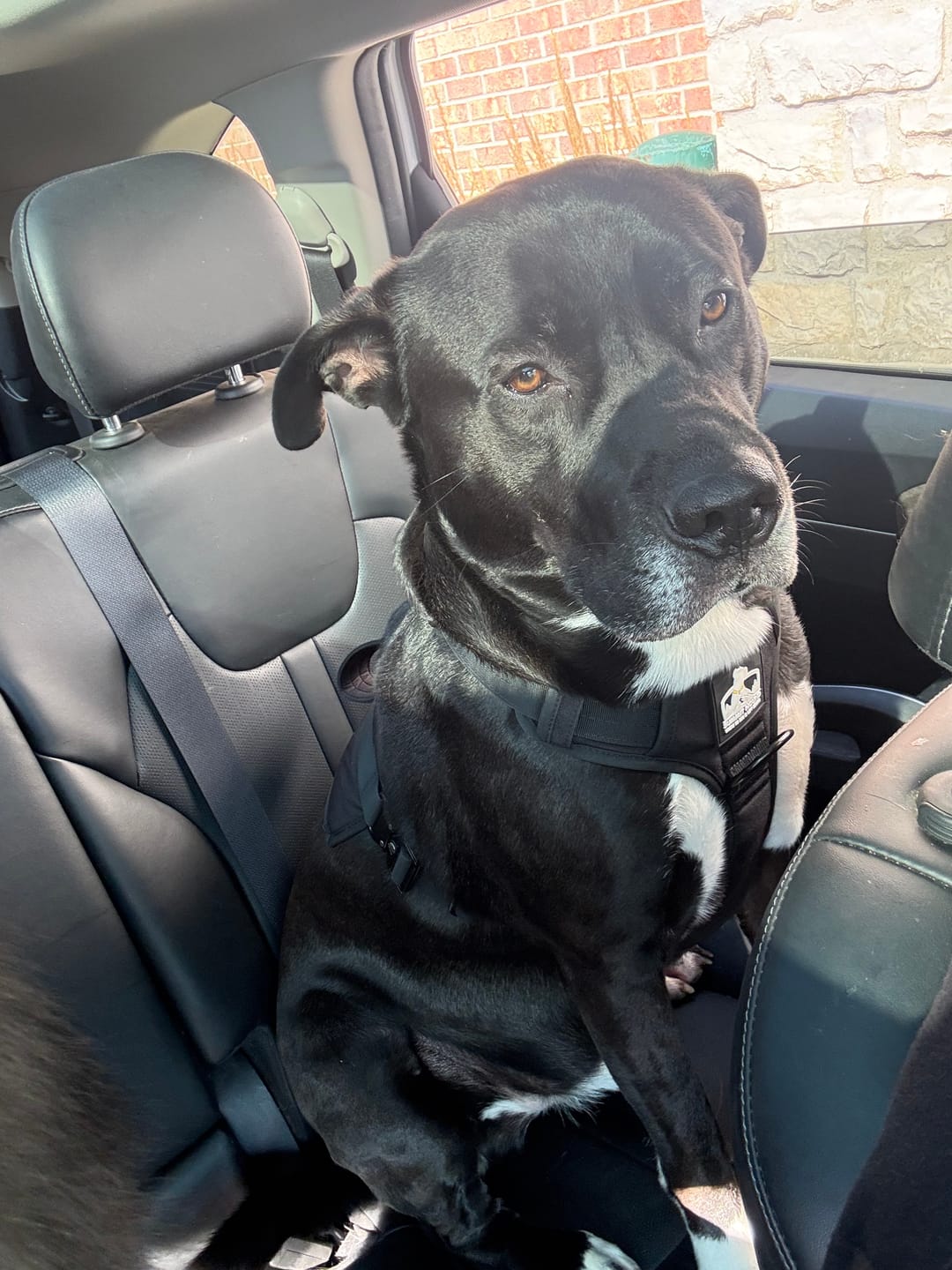 Customer photo review of No Pull Bully Proof Harness