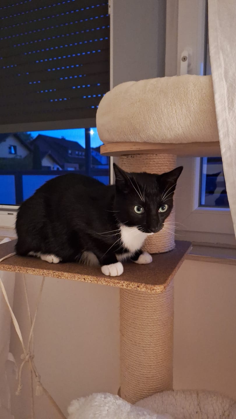 Customer photo review of Mikronährstofftest - Mängel Katze