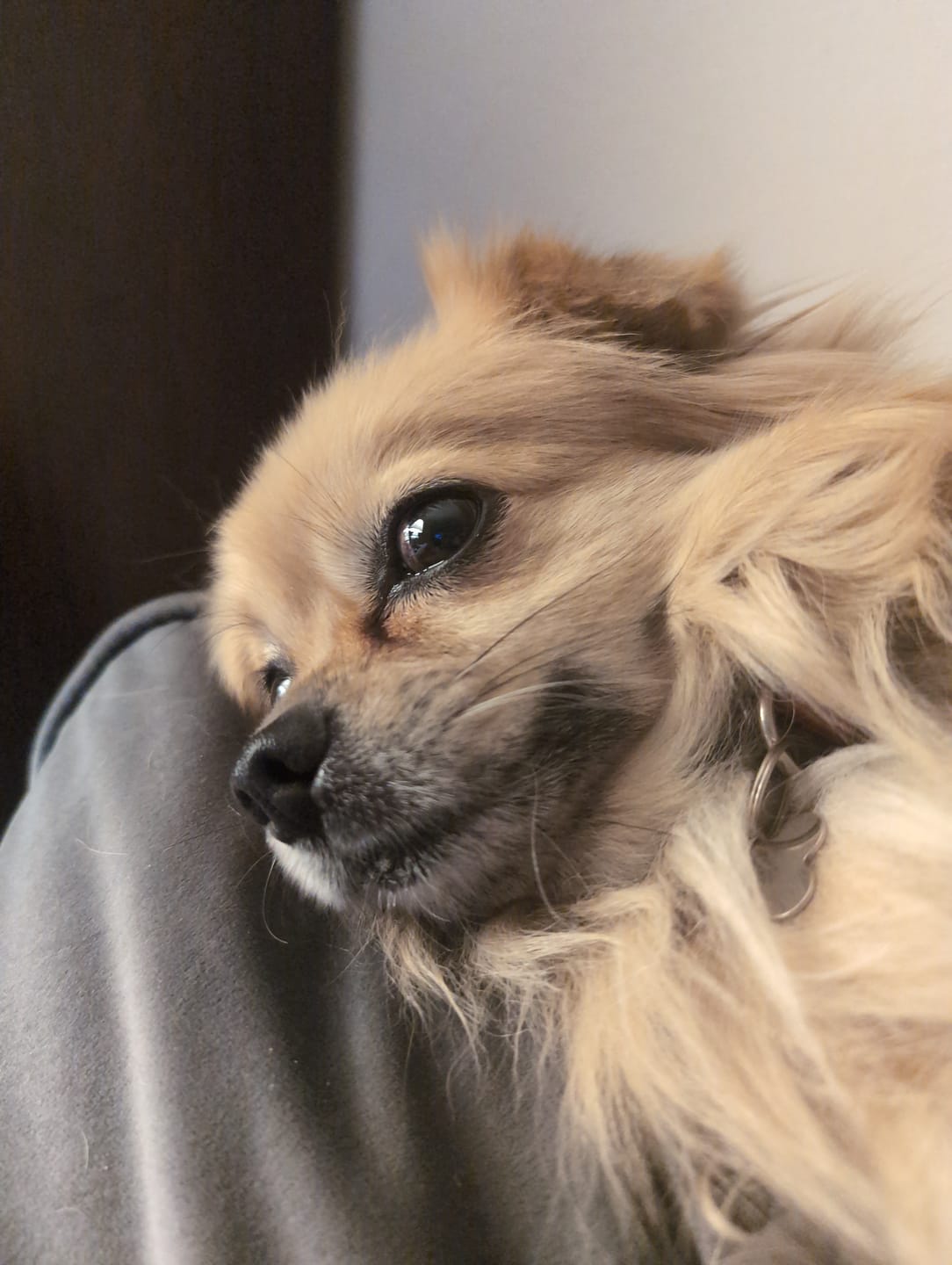 Customer photo review of Total Dental Care Supplement For Dogs