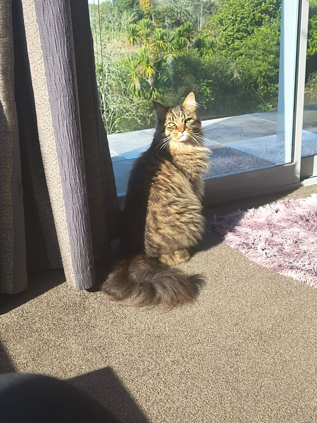 Customer photo review of Fit Litter