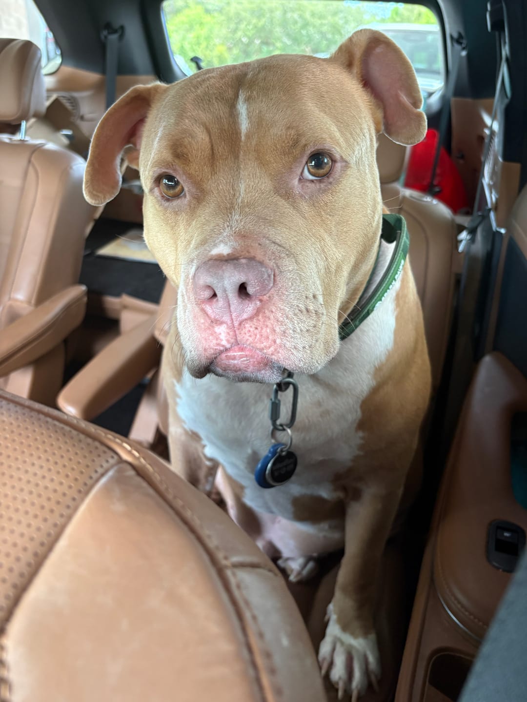 Customer photo review of Comfort Control Dog Collars