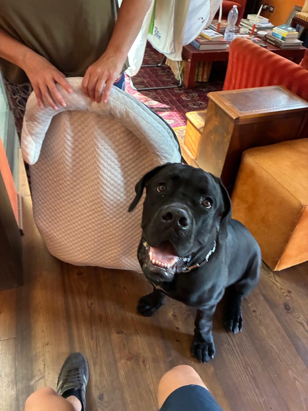 Customer photo review of FrostPaw™ - Cuccia rinfrescante per cani e gatti