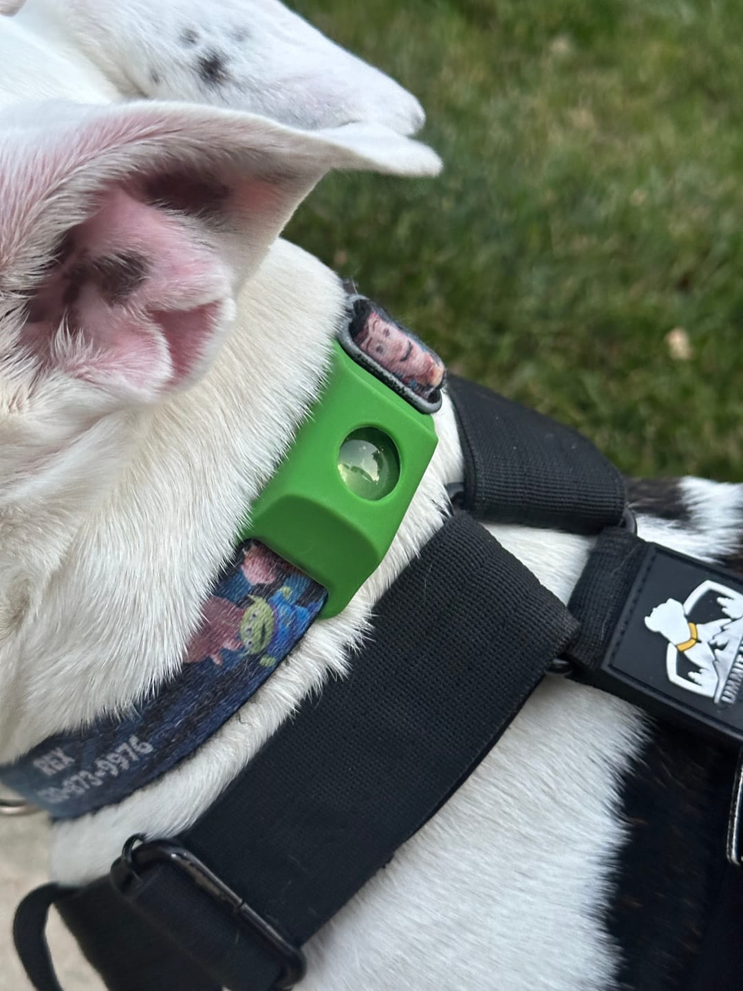 Customer photo review of FurLife™ - 12 Months All Natural Flea and Tick Tags for Dogs