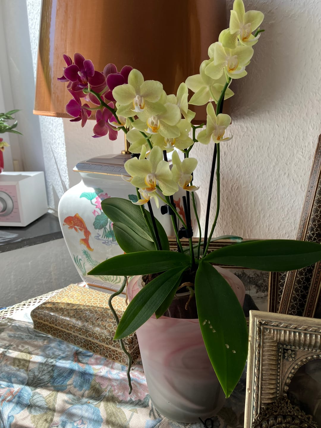 Customer photo review of Cocktail Orchidee mit gelb-roten Blüten und 5+ Rispen