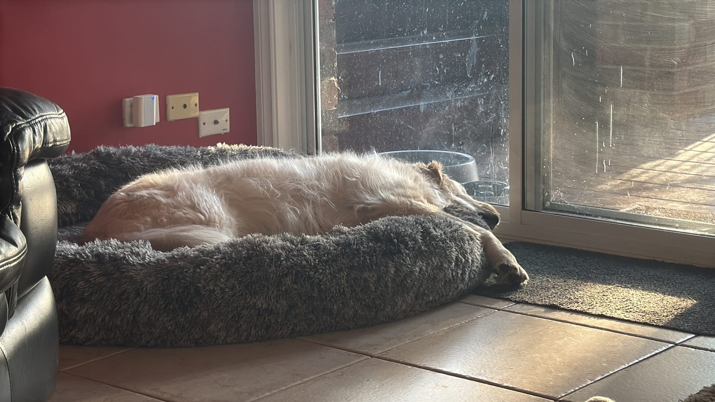 Customer photo review of Calming Pet Bed with Removable Cover