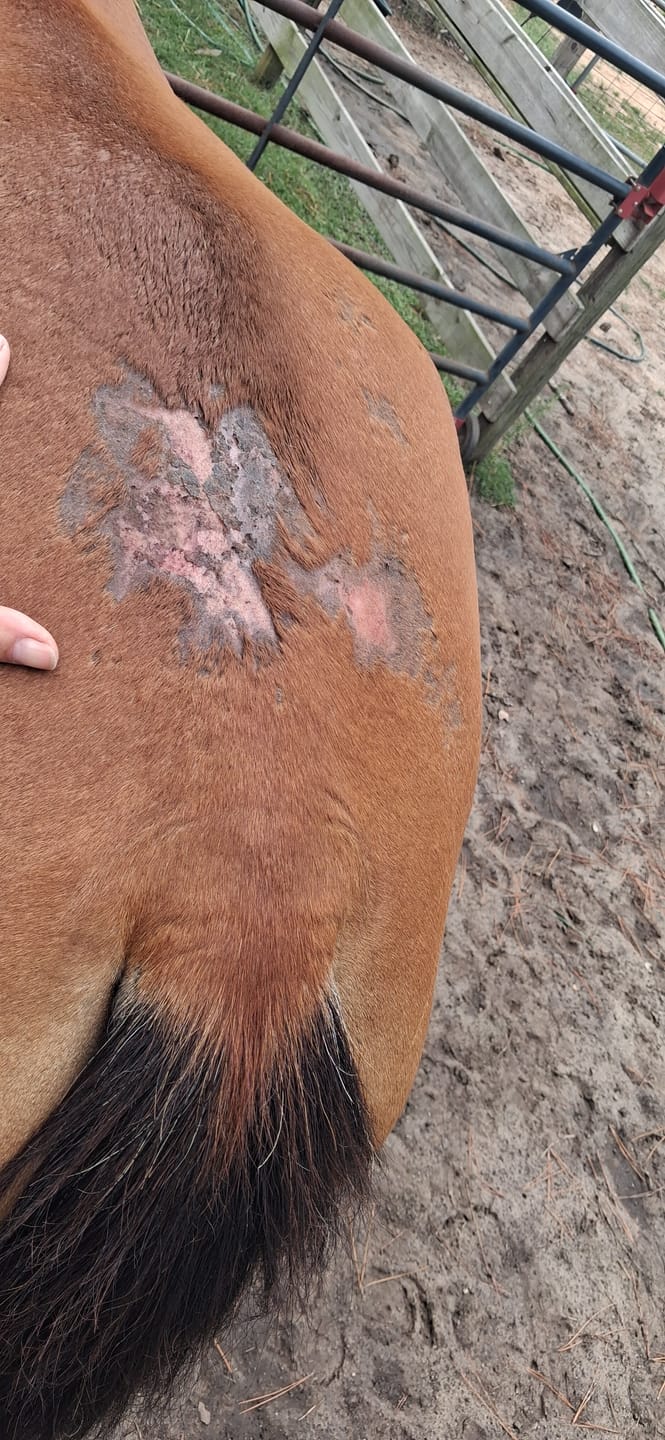 Customer photo review of Equine Powder - Travel Size (3.5oz)