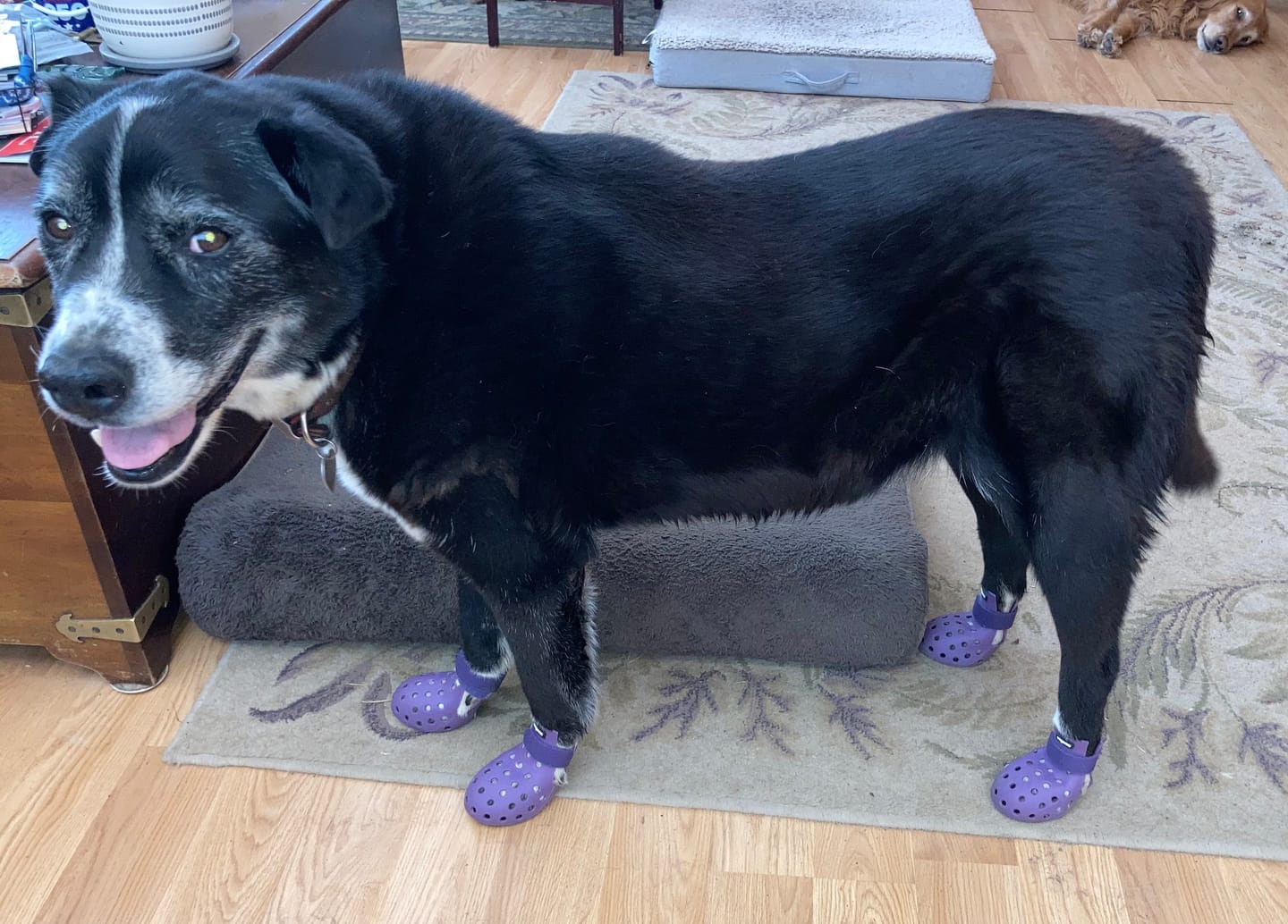 Customer photo review of WagWellies® Mojave