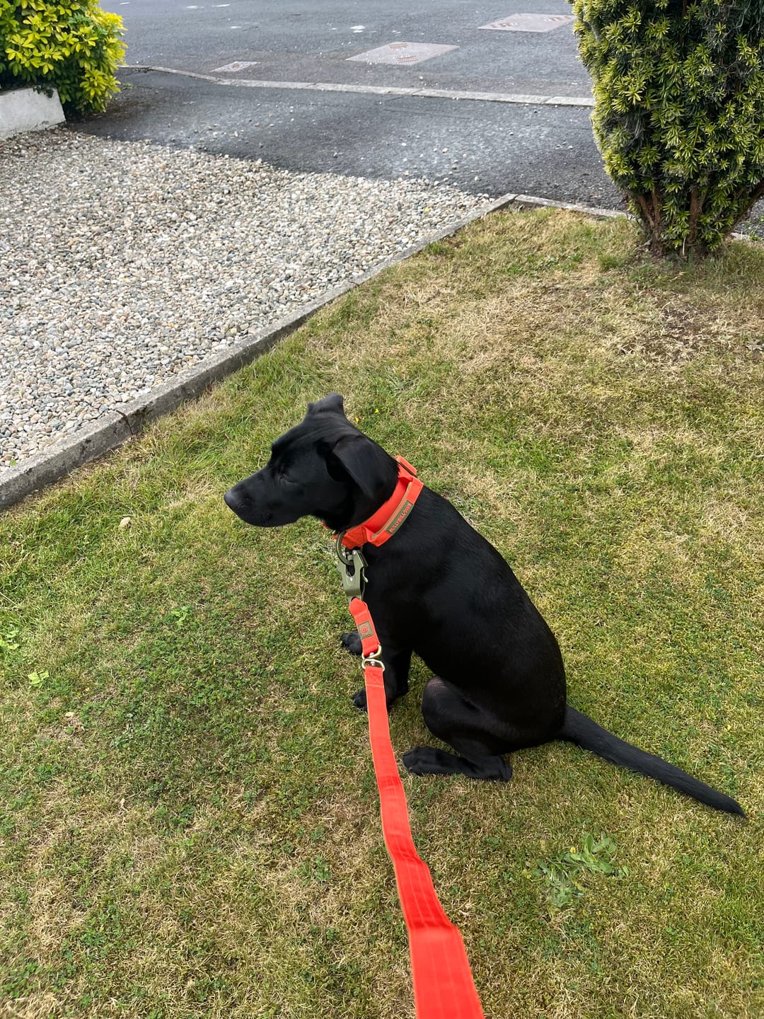 Customer photo review of 4cm LIGHTER Combat® Collar | With Handle & Secure Clip - Burnt Orange X Khaki