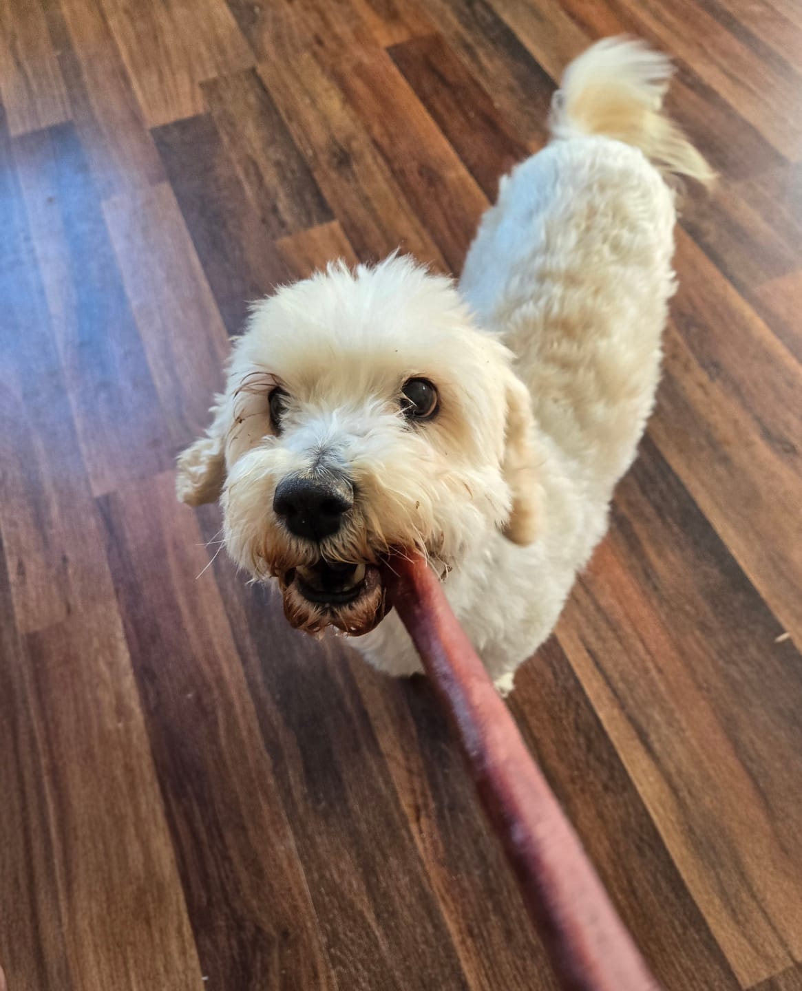Customer photo review of 12 Inch Jumbo Bully Stick