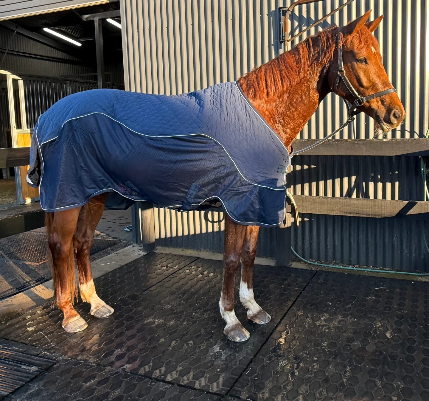 Customer photo review of Horseware Signature Travel Rug